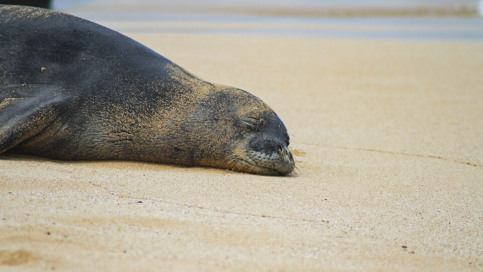 Hawaiian Monk Seal