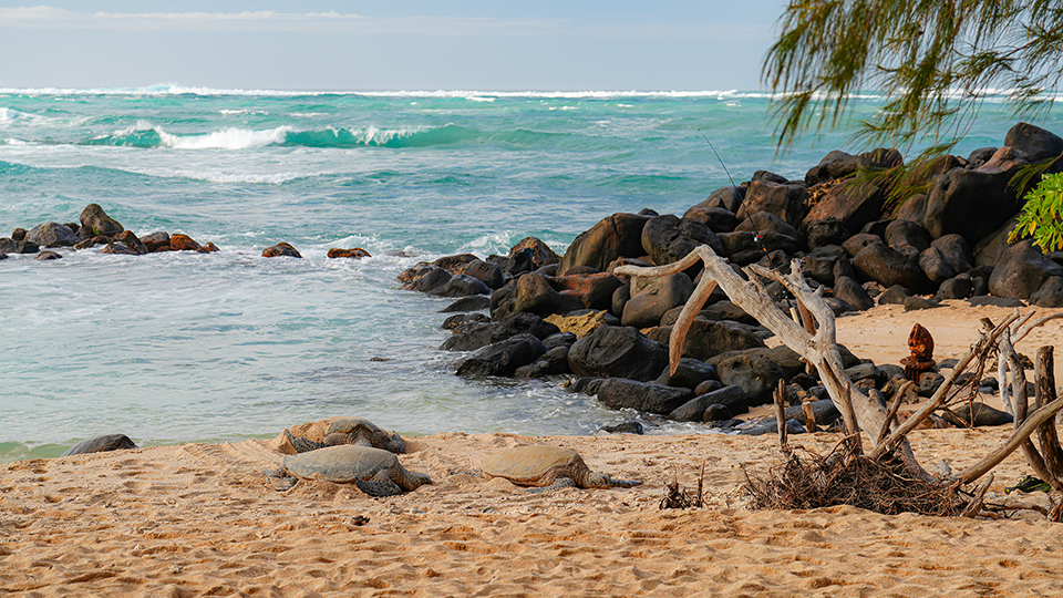 Best Maui Beach Hookipa