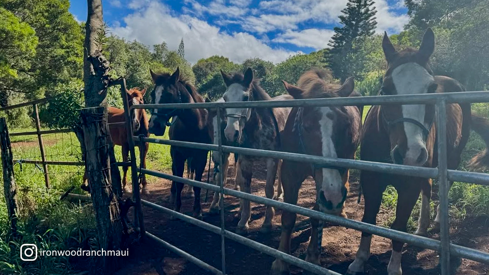 Napili Kapalua Activities Horseback Tour at Ironwood Ranch