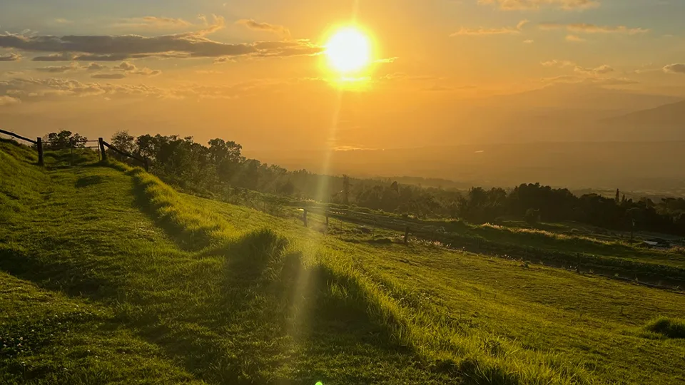 Best Vegetarian Food on Maui Moku Roots