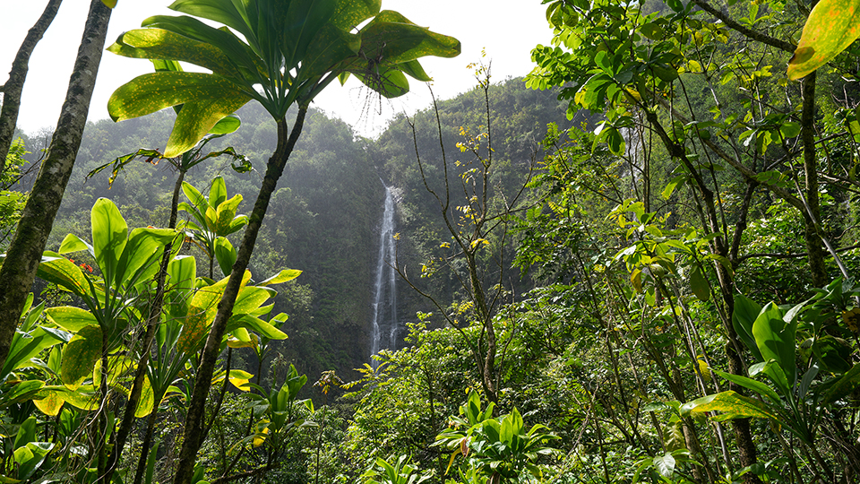 Best Road to Hana Stops in Maui Pipiwai Trail