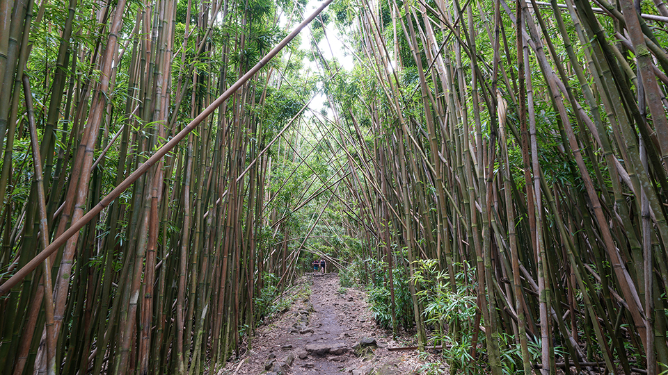 Best Road to Hana Stops in Maui Pipiwai Trail