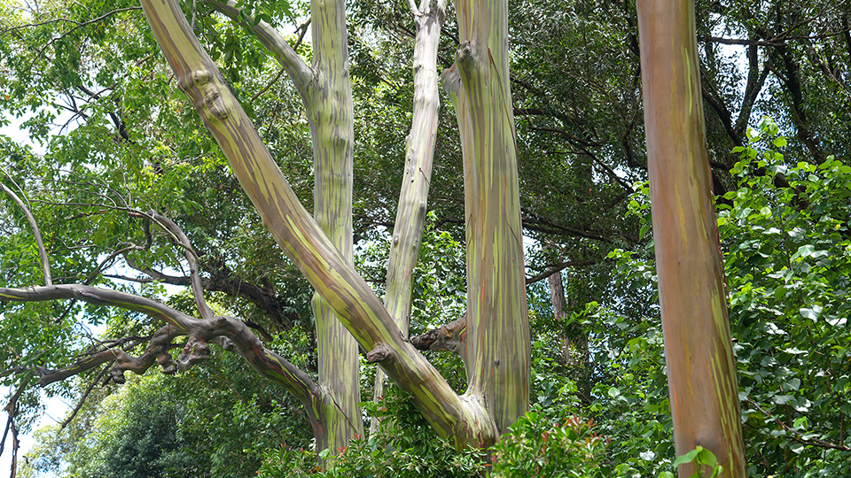 Best Stops Road Hana Rainbow Eucalyptus Forest