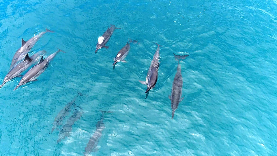 Best Wailea Dolphins at La Perouse