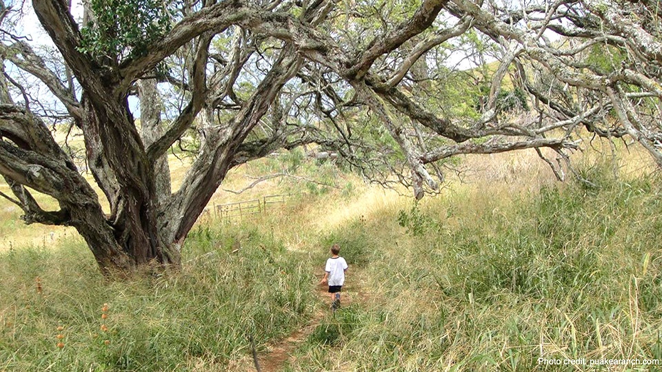 Best Hawaii wedding Location Big Island