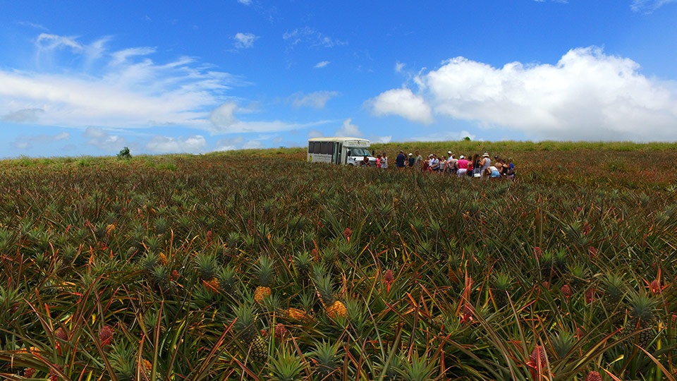 Best Maui Activities Pineapple Tour