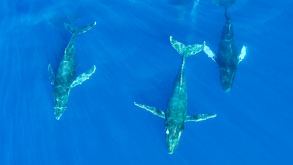 humpback whale in Maui waters