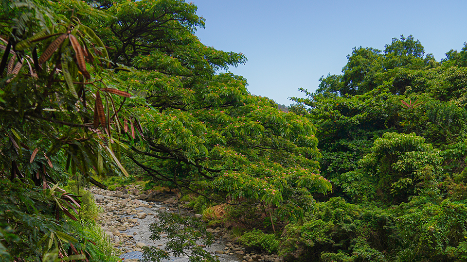 Lush greenery and riverbed winding through ʻĪao Valley on Maui.