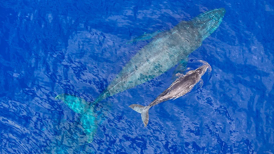 Humpback Whale and Calf in Maui Waters