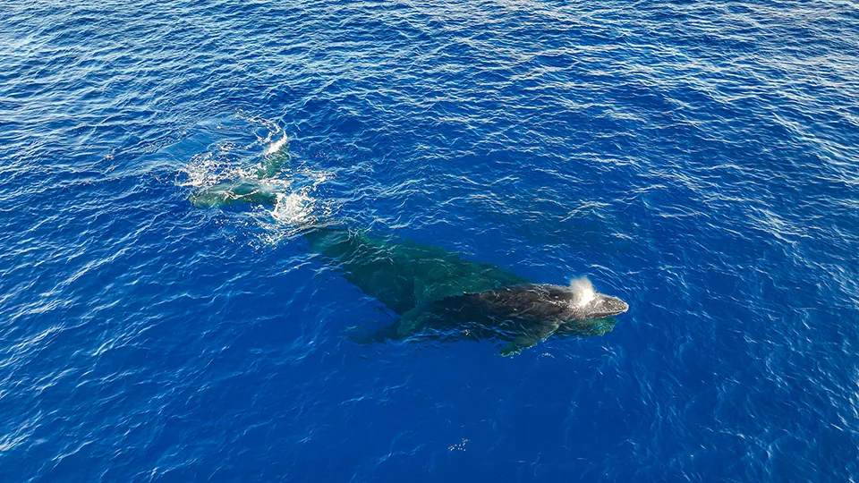 Humpback Whales in Maui's Waters