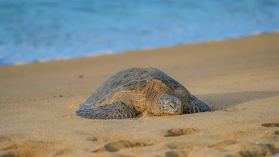 Hawaiian Green Sea Turtle on Maui Beach