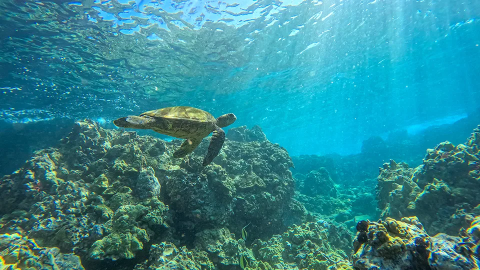 Sea Turtle in Maui's Waters Over Coral