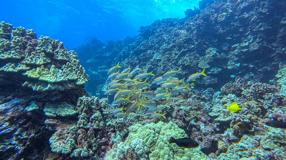 School of Tropical Fish Swimming through Maui Coral