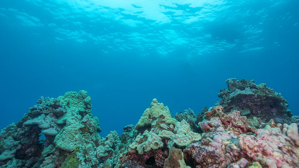 Coral in Maui's Waters