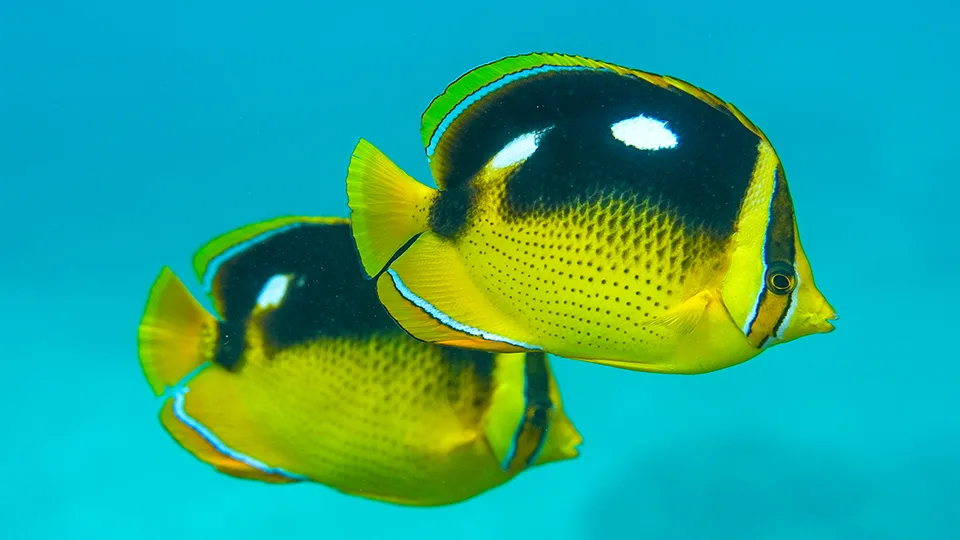 Pair of Raccoon Butterfly Fish