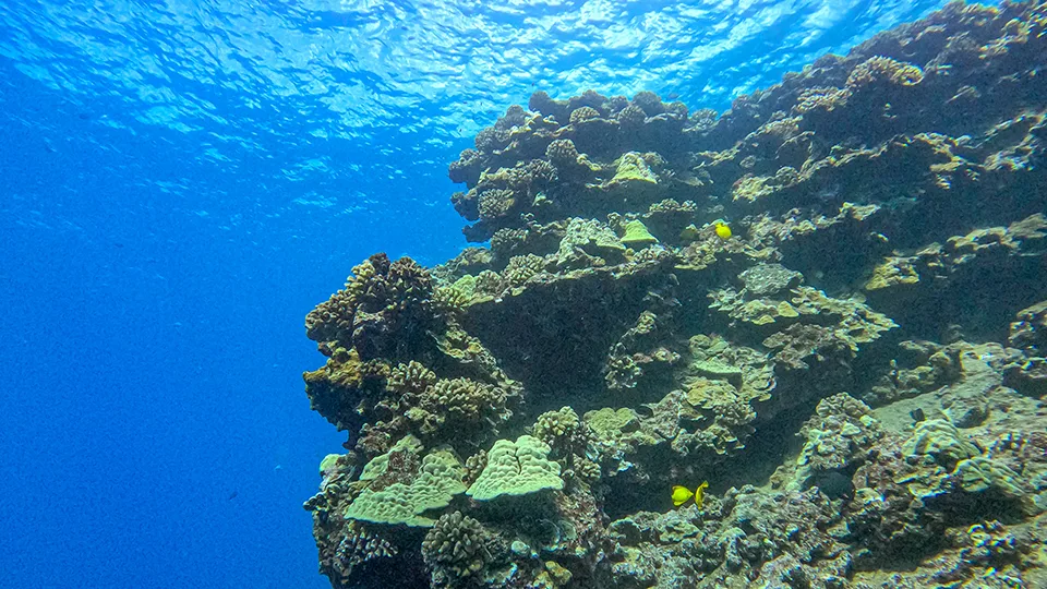 Maui Coral Reef