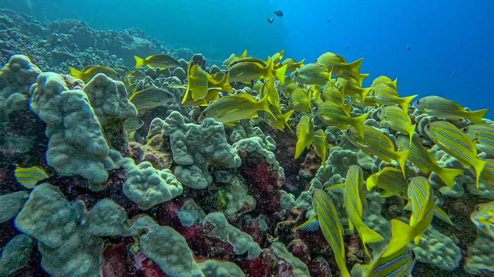 School of Tropical Fish Swimming through Maui Coral Reef