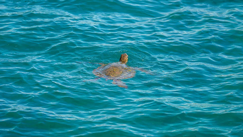 Hawaiian Green Sea Turtle Swimming in Waters near Maui
