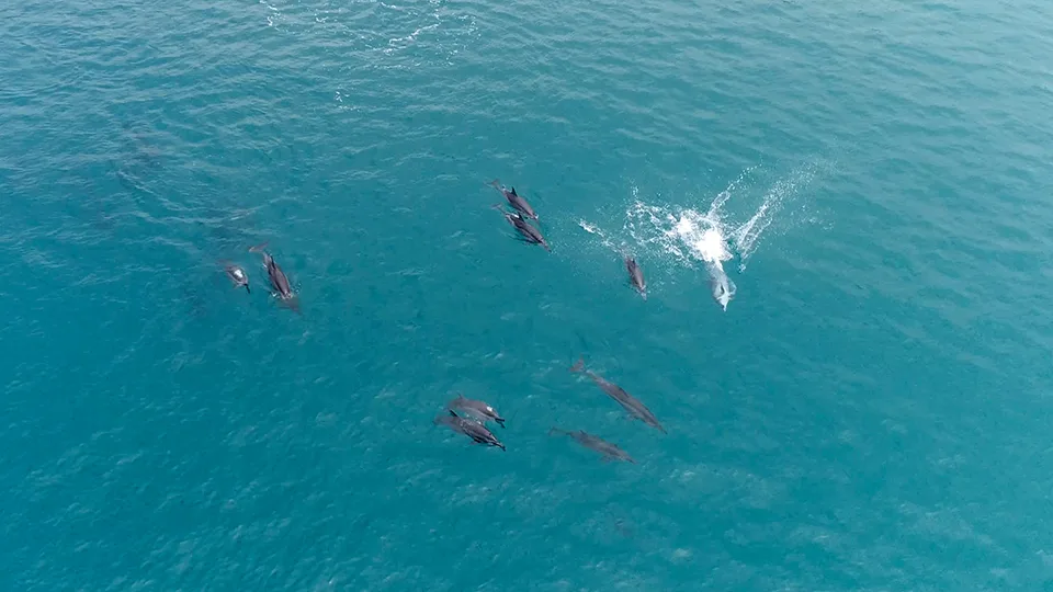 Group of Hawaiian Spinner Dolphins