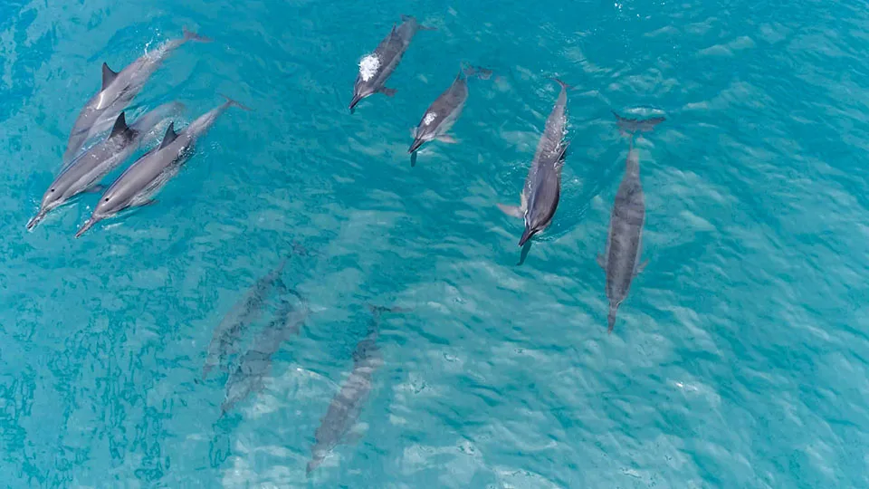 Group of Hawaiian Spinner Dolphins