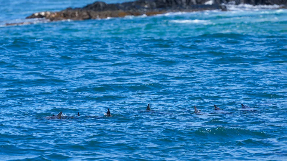 Group of Hawaiian Spinner Dolphins