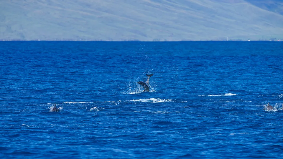 Group of Hawaiian Spinner Dolphins