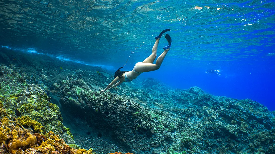 Snorkeler Swimming above Coral Reef