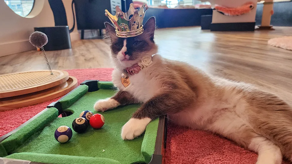 Orange and white cat wearing crown playing on pool table at Cat Cafe Maui adoption center in Kahului