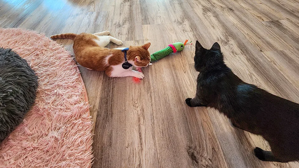 Two adoptable cats playing with feather toys on wooden floor at Cat Cafe Maui rescue center