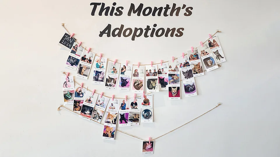 Monthly adoption success board at Cat Cafe Maui displaying photos of cats who found forever homes