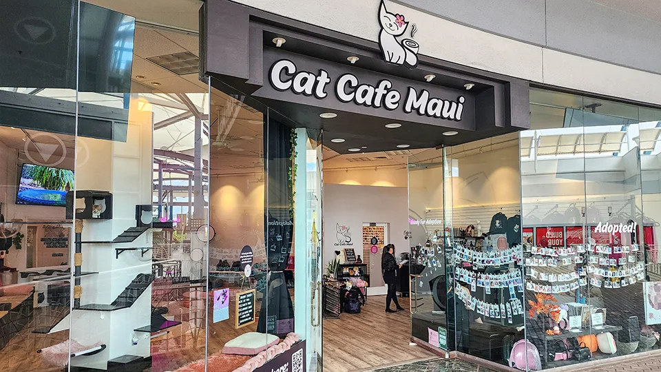 Cat Cafe Maui storefront at Queen Ka'ahumanu Center in Kahului showing entrance and merchandise displays