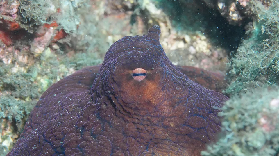 Close-up of a Hawaiian octopus resting on lava rock, symbolizing Kanaloa, the ocean god of deep-sea mystery.