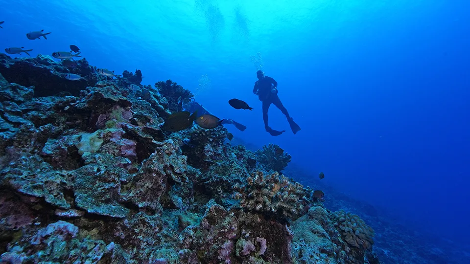 A diver explores Molokini Crater’s reef, surrounded by coral and fish—symbolizing the connection between Kanaloa, marine life, and Hawaiian cultural values