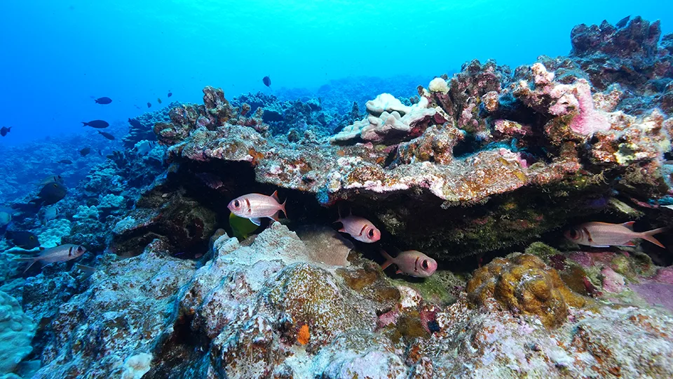 Colorful reef fish sheltering beneath coral ledges at Molokini Crater, representing the vibrant marine ecosystem connected to Kanaloa in Hawaiian tradition