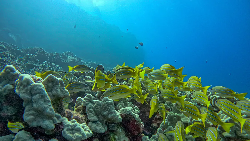 A large school of bluestripe snapper swims above vibrant Maui coral reef, symbolizing marine life resilience.