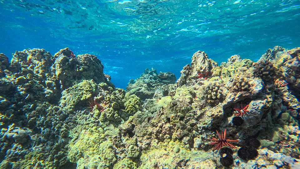 Slate pencil urchins nestled among coral heads in clear Maui waters, reflecting the interconnected reef ecosystem.