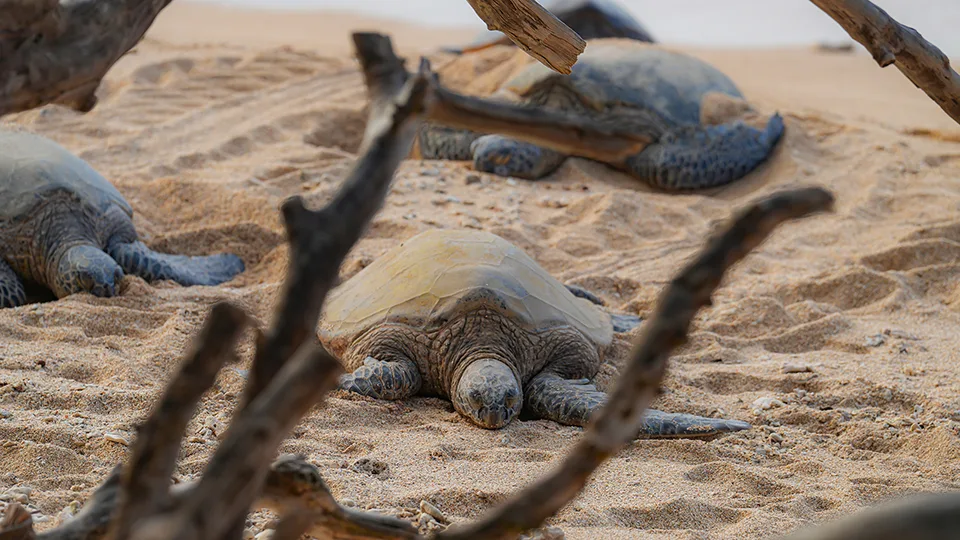 Hawaiian green sea turtles resting on the sand at Ho‘okipa Beach, partially hidden by driftwood.