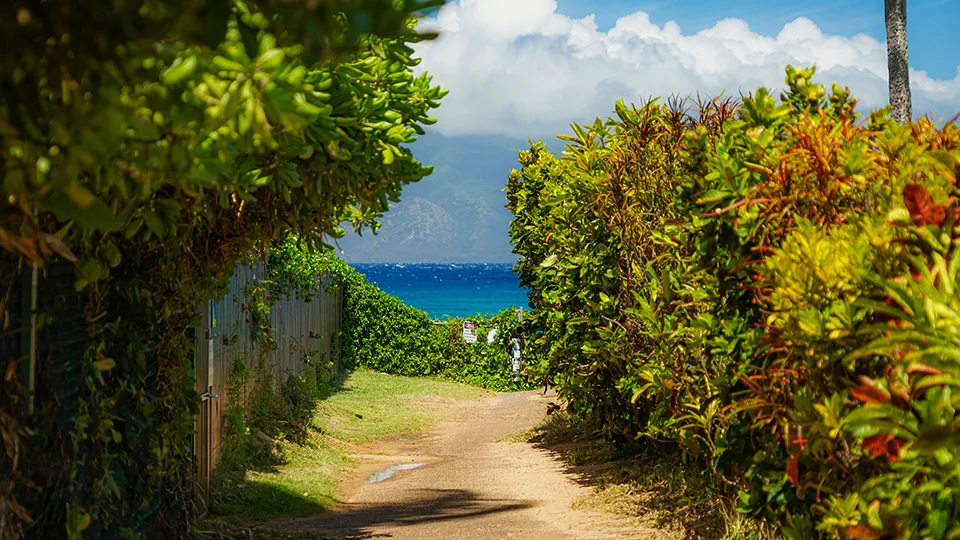 Lush path leading to Napili Bay with ocean visible beyond greenery.