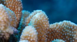 Coral Underwater at Molokini Crater
