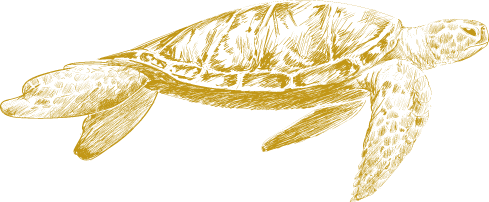 Gold Sea Turtle Illustration