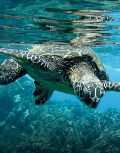Hawaiian Green Sea Turtle Swimming Underwater Near Maui's Turtle Town