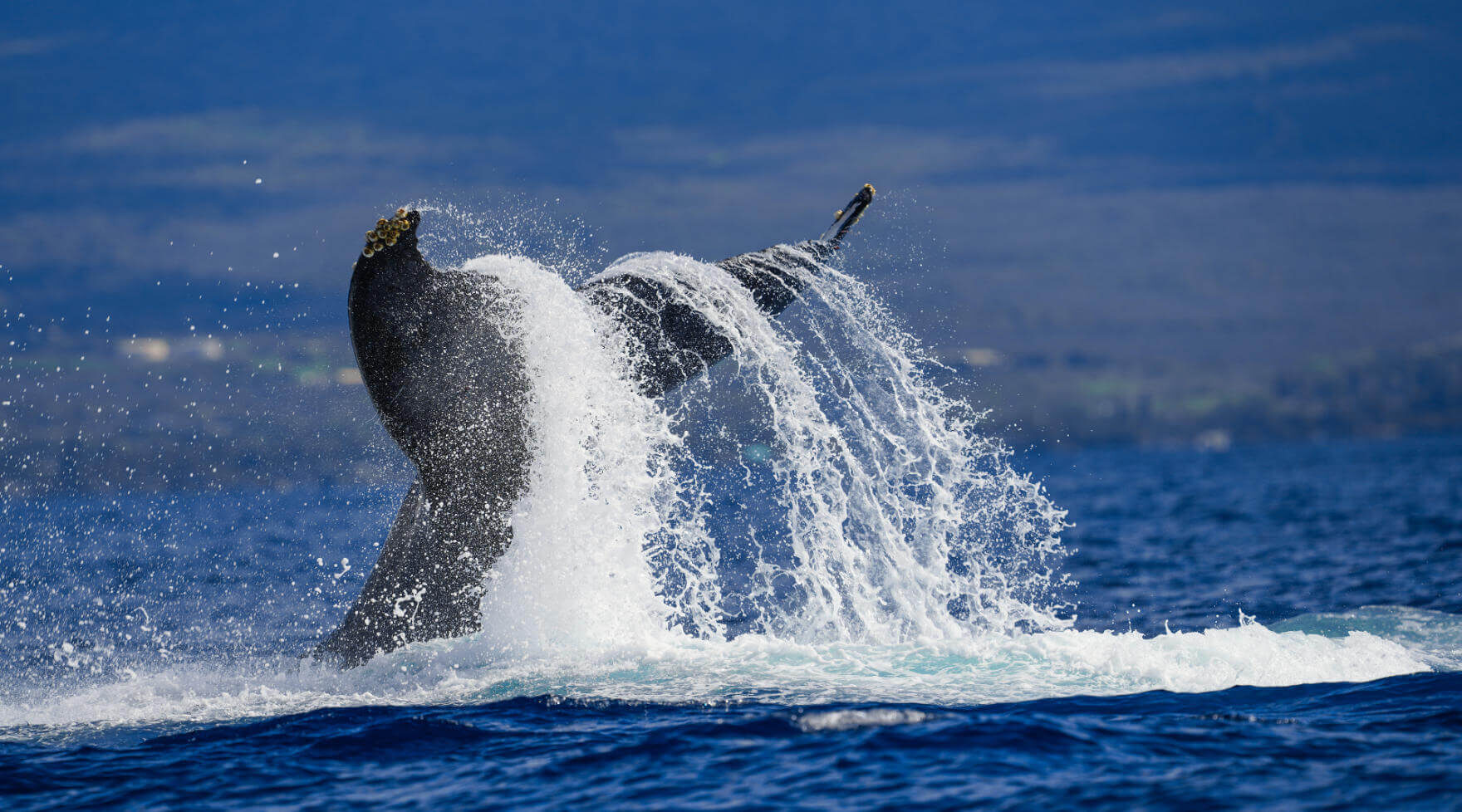 North Pacific Humpback Whale Tail Slap