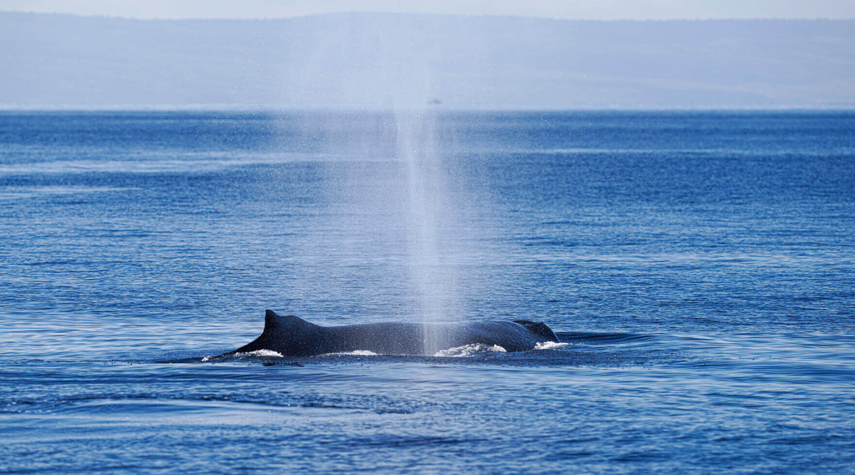 North Pacific Humpback Whale Spouting