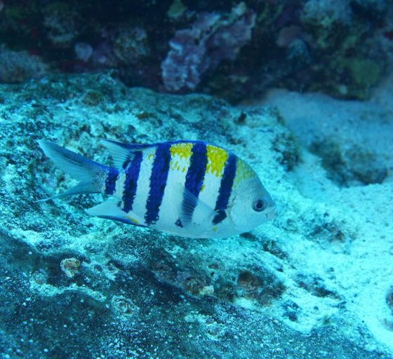 Seargent Fish Green Damselfish in Maui's Waters