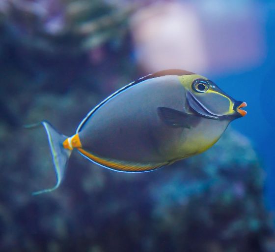 Orangespine Unicornfish Swimming in Maui's Waters