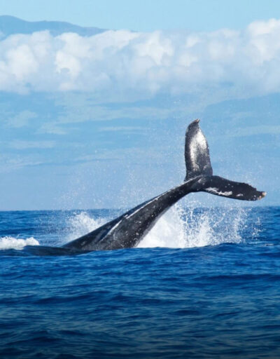 North Pacific Humpback Whale Tail Slap