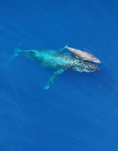 North Pacific Humpback Whale Adult, Mother and Calf