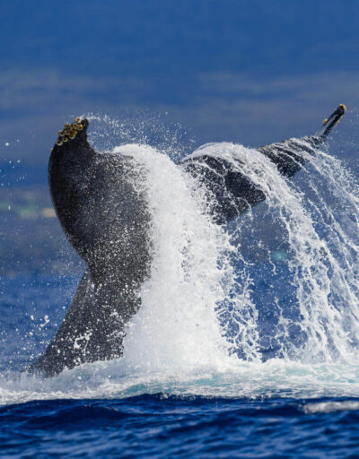 North Pacific Humpback Whale Tail Slap