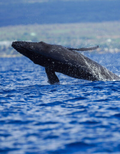 North Pacific Humpback Whale Breaching