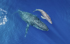 Mother whale and calf